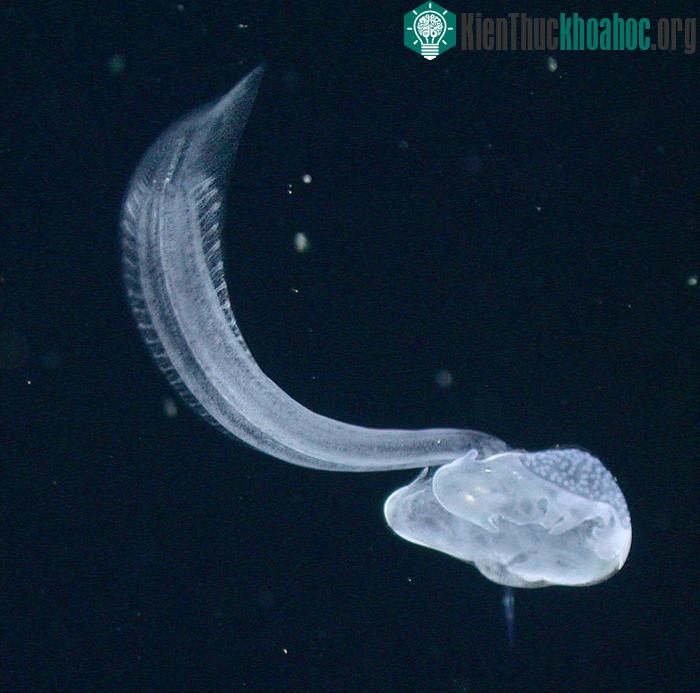 Sinh vật có tên B.Charon.