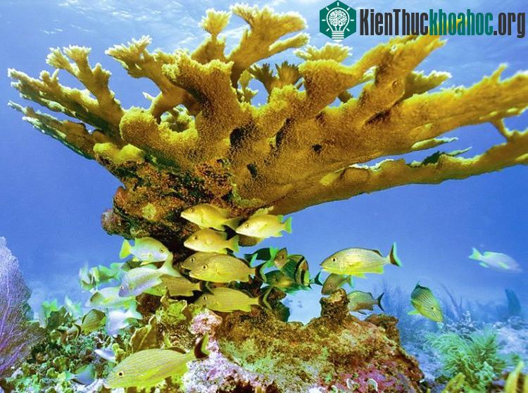San hô Acropora palmata có tuổi thọ lên đến hàng nghìn năm.