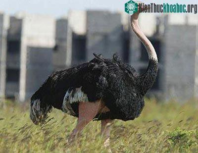 Khủng long tuyệt chủng khiến đà điểu ngừng bay ảnh 0