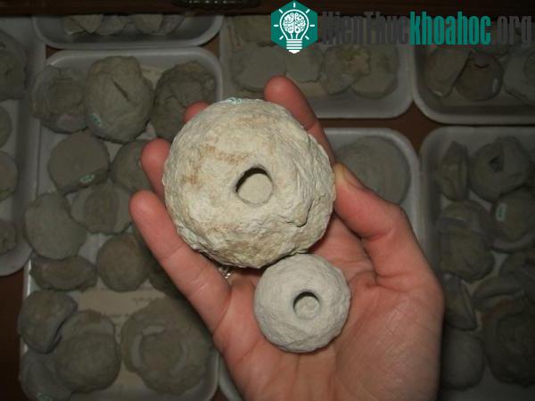 Phân thú vật hóa thạch tiết lộ một hệ sinh thái cổ bí mật ảnh 0