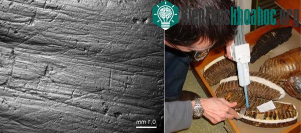 Thức ăn cuối cùng của họ người cổ đại tiết lộ khoảng thời gian cư ngụ ảnh 0