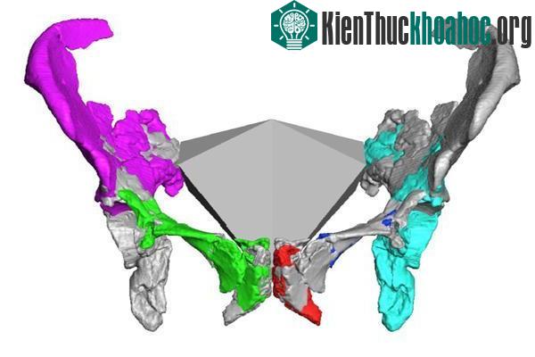 Tái tạo khung xương chậu của phụ nữ Neanderthal ảnh 0