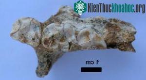 Loài vượn cáo tuyệt chủng được phát hiện tại Madagascar ảnh 0