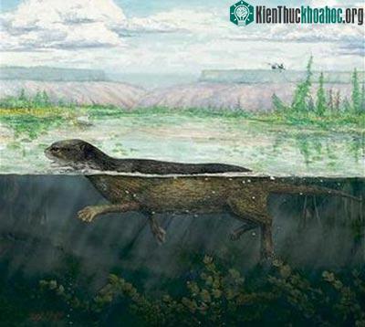 Hải cẩu từng sống trên cạn ảnh 0