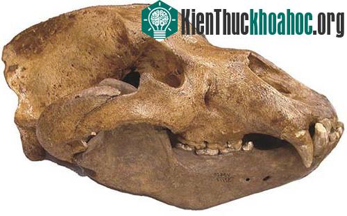 Phát hiện mới về một loài động vật ăn thịt thời đồ đá ảnh 0