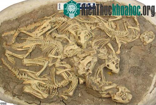 Tìm thấy 6 "bé" khủng long ở Trung Quốc ảnh 0