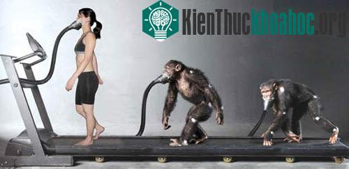 Với người tiền sử, 2 chân tốt hơn là 4 ảnh 0