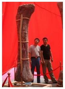 Ninh xương khủng long làm súp ảnh 0