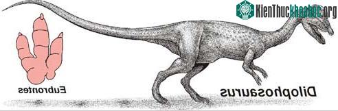 Hoá thạch mới tìm thấy thuộc về loài có họ hàng với khủng long mào gà Dilophosaurus.