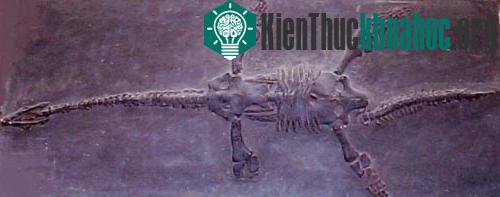 Hóa thạch một loài thằn lằn đầu rắn Plesiosauri