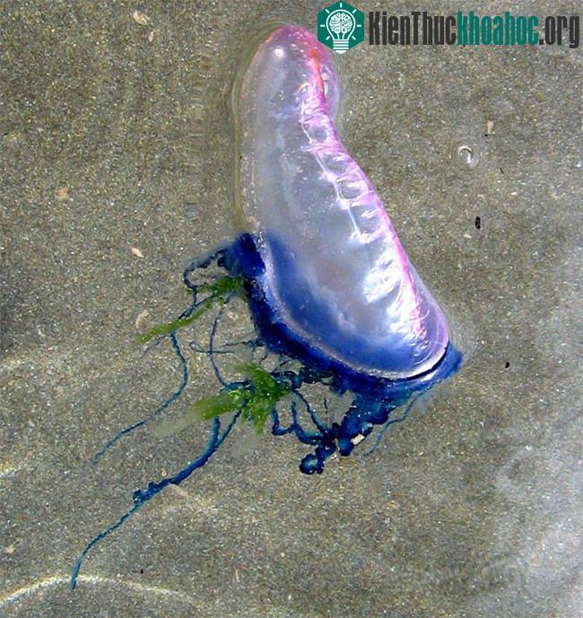 Các tua mang độc tố của Portuguese Man of War có thể gây đau đớn dữ dội nếu chạm vào. (Ảnh: Peter Soper).