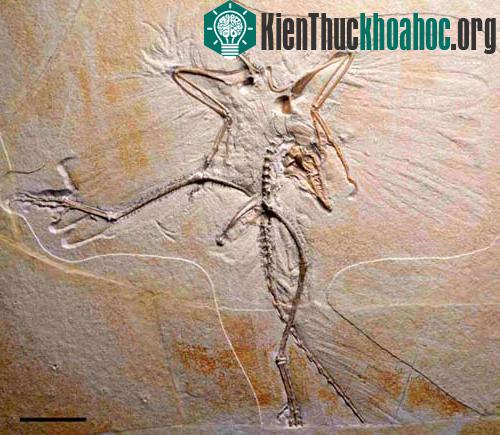 Chim cổ đại bay bằng 4 cánh ảnh 1