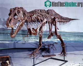 Khủng long Tyrannosaurus