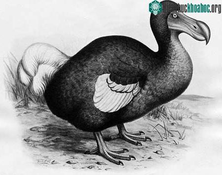 Chim dodo