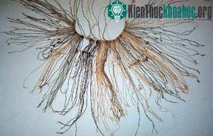 Chữ viết của người Inca ẩn giấu trong các nút thắt ảnh 1