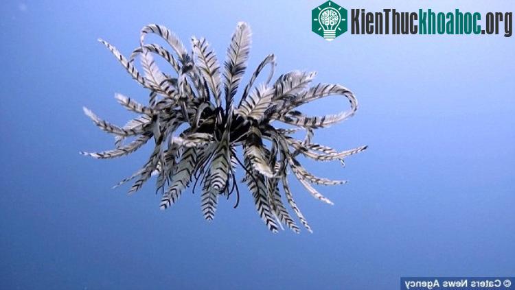 Hiện có khoảng 600 loại huệ biển trên thế giới.