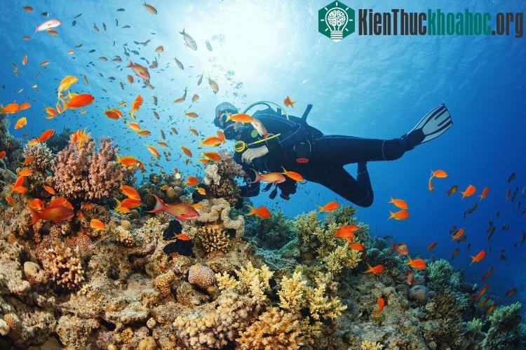 Tấm bản đồ được kỳ vọng sẽ góp phần bảo vệ biển trước những tác động xấu của con người.