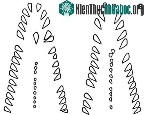 Cấu tạo bộ răng và xương hàm của loài Gymnothorax minor: a: con đực, b: con cái. (Ảnh: VAST).