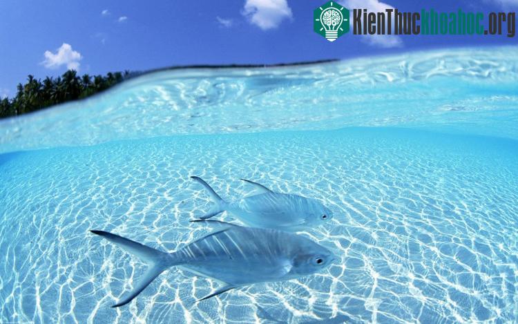 Độ mặn của đại dương đóng vai trò quan trọng trong việc giảm độ mạnh của các cơn bão.