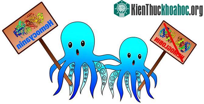 Hemocyanin là sắc tố khiến máu bạch tuộc có màu xanh.