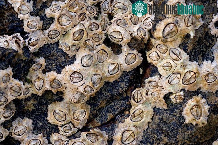 Vỏ của con hà rất sắc nhọn, dễ cắt đứt da thịt nếu chẳng may dẫm phải nó.