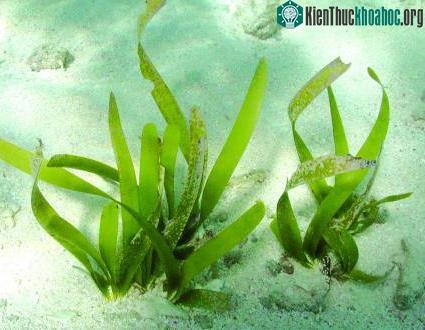 Cỏ biển Thalassia testudinum hay còn gọi là Cỏ Rùa.