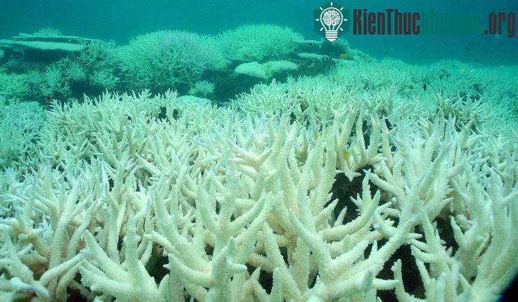 Và sau khi bị tẩy trắng. (Ảnh ReefNation).