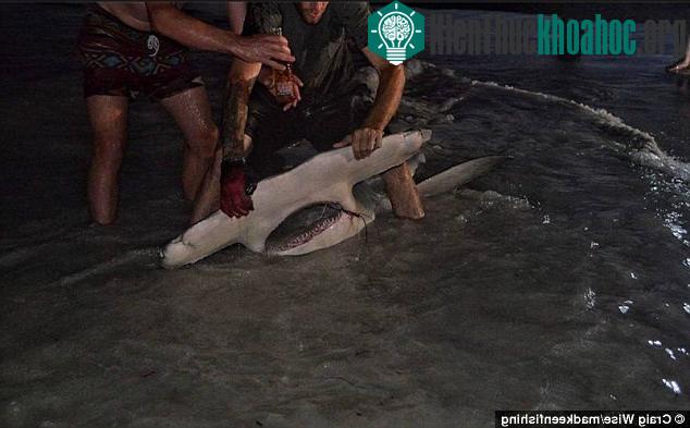 Họ đã phải vật lộn trong 90 phút để kéo con cá lên bờ.