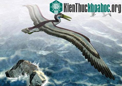 Loài vịt có sải cánh bằng máy bay