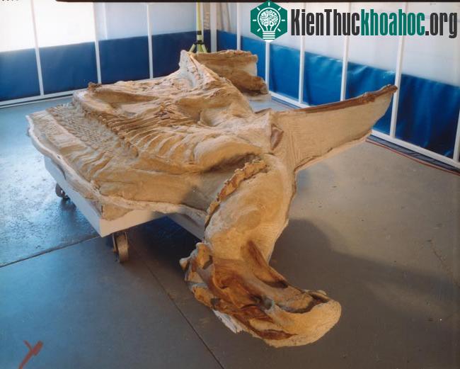 Thành phần trong ruột tiết lộ chế độ ăn của khủng long ảnh 1