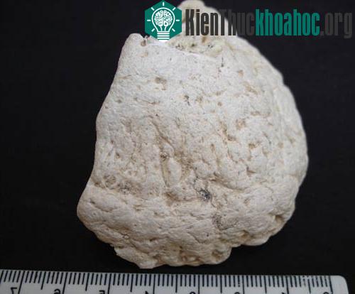 Vảy xương tạo thành lớp áo giáp, giúp bảo vệ các sinh vật khổng lồ trong thời kỳ non dại đối phó với những kẻ ăn thịt.