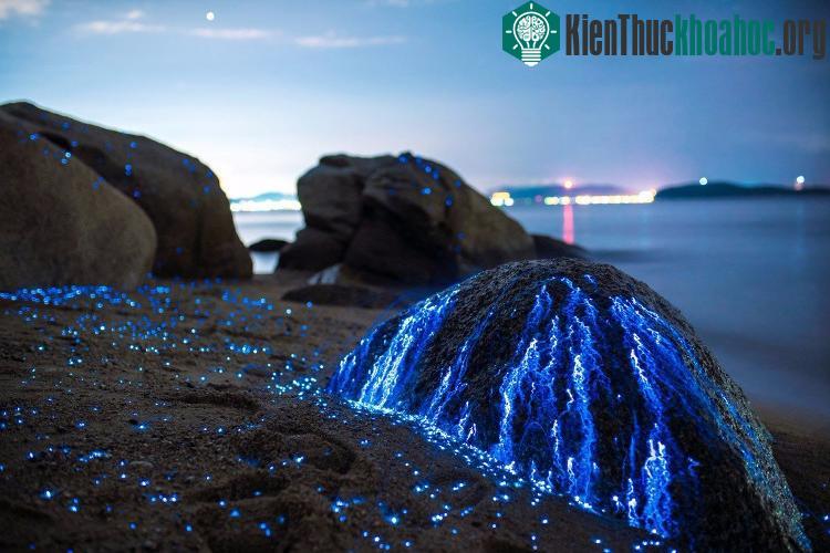 Họ dùng những chiếc bình thủy tinh để bắt tôm, sau đó đổ lên bãi đá để chúng phát sáng trong khi bơi ra biển.