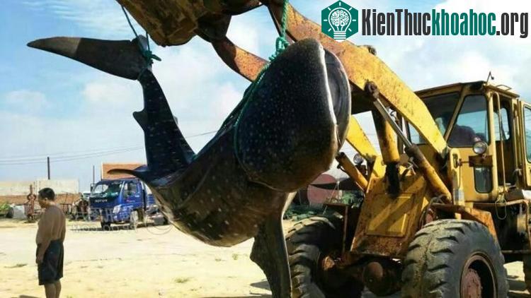 Ngư dân dùng máy xúc đưa xác con cá mập về viện hải dương học làm tiêu bản.