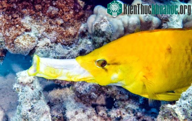 Một con cá Slingjaw có thể dài tới 54cm.