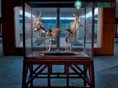 Khám phá xác ướp động vật ở Ai Cập ảnh 19