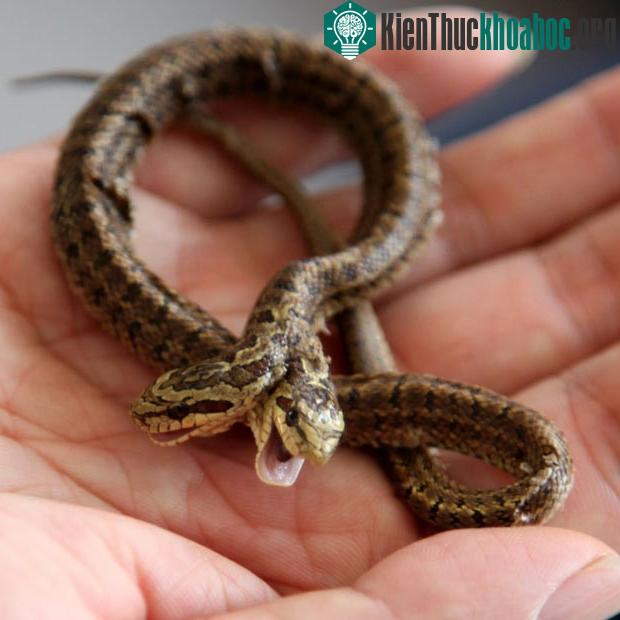 Trong lịch sử, người ta đã phát hiện rắn, mèo hai đầu và thậm chí là người.