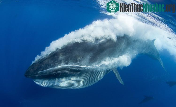 Một con cá voi Bryde ở ngoài khơi Mexico