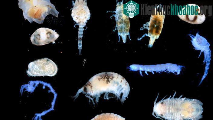 Những loài giáp xác nhỏ đóng vai là loài đi thụ phấn dưới biển.