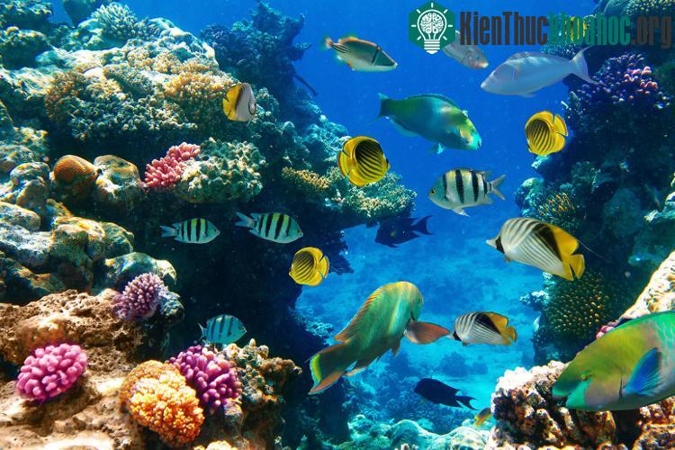 Một trong những loài cá được khẳng định đủ khả năng để di chuyển và xâm lấn đó là loài Moorish Idol.