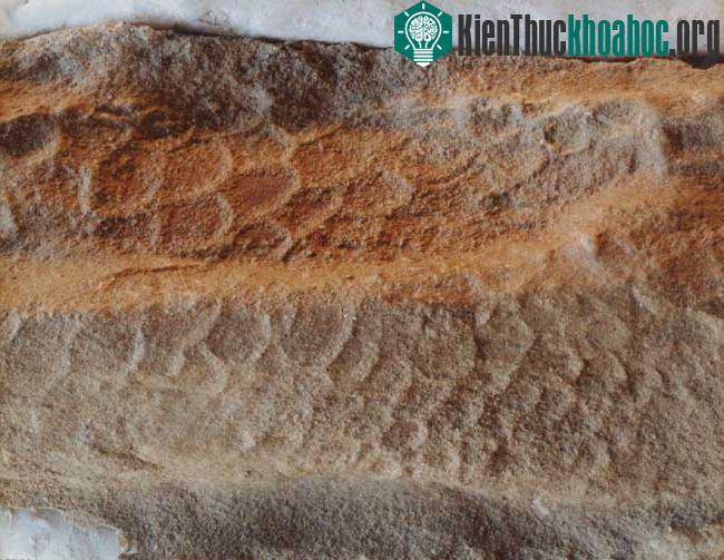 Thành phần trong ruột tiết lộ chế độ ăn của khủng long ảnh 2