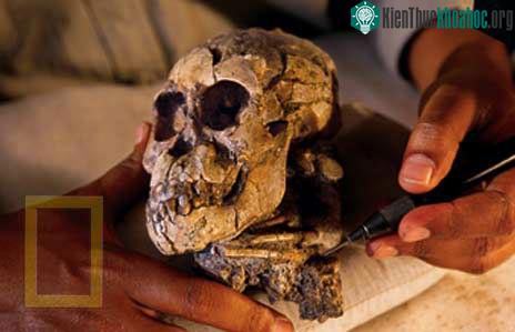 Hộp sọ và những chiếc xương của Dikika đã được tìm thấy ở Ethiopia.