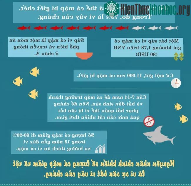 Mỗi năm, có đến 100 triệu cá thể cá mập bị giết chết, mục đích là để lấy vây của chúng.