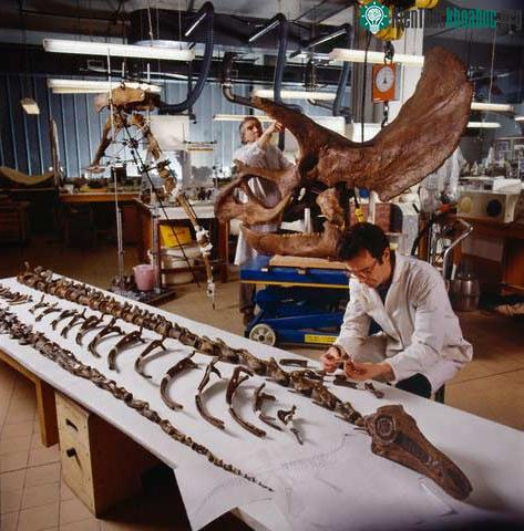 Các nhà khảo cổ học đang lắp ghép và bảo quản xương khủng long