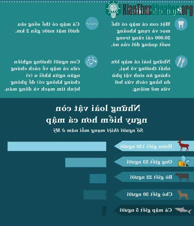 Tính ra ở Mỹ, số lượng hươu, bò, ong giết chết người còn nhiều hơn cả cá mập.