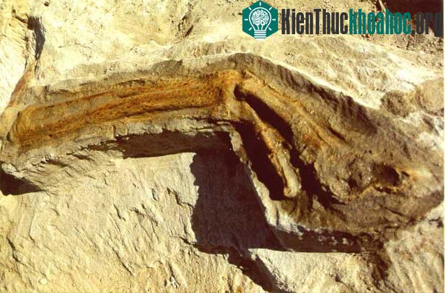 Thành phần trong ruột tiết lộ chế độ ăn của khủng long ảnh 4