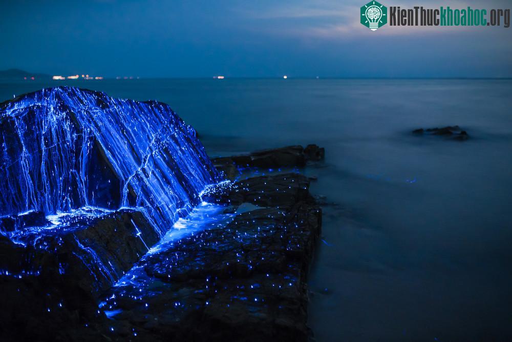 Loài tôm tý hon thuộc lớp giáp xác có vỏ này chỉ dài ba milimet với lớp giáp hình tròn trơn nhẵn và trong suốt,