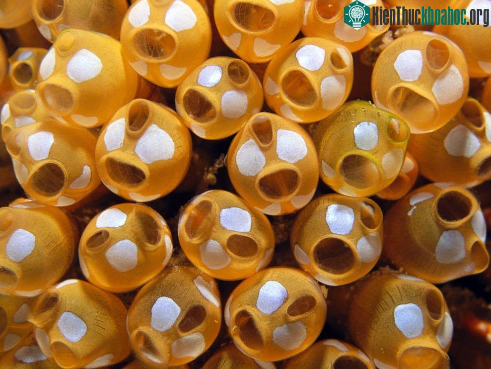Mặc dù không có não, chúng có khả năng tự hàn kín các vết thương bằng cách tái tạo tế bào mới.