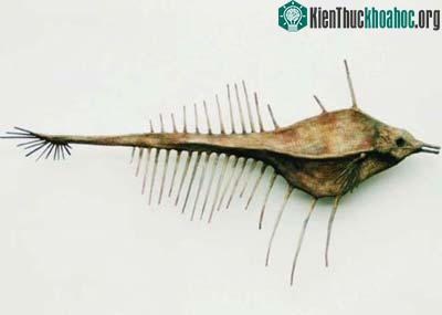 Bảo tàng những sinh vật kỳ thú ảnh 5