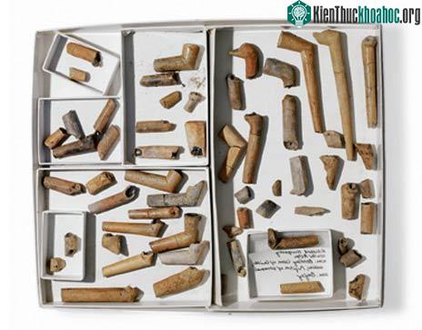 Họ đã mang gì đến tân thế giới? ảnh 5
