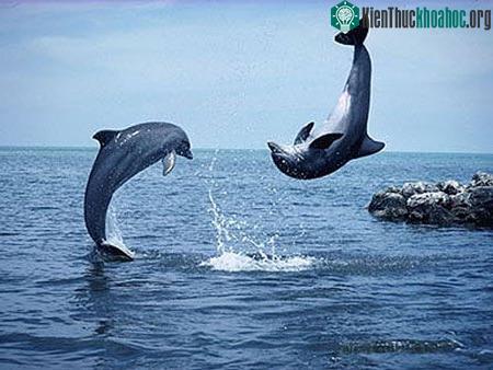 Cá heo và cá voi phối hợp cứu người ảnh 0